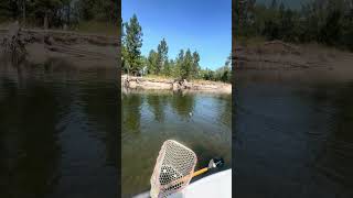 Bitterroot river Trico mayfly hatch flyfishing missoula montana dryfly rainbowtrout fishing [upl. by Aleihs971]