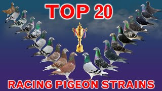 Top 20 Best Racing Pigeon Strains in the World  Popular Racing Pigeon Bloodlines [upl. by Joannes]