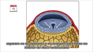 Gastrulação em português  Terceira semana do desenvolvimento embrionário [upl. by Nared800]