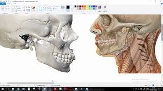 MacEwens Triangle  Training in Surface anatomy ENT  SURGERY  ANATOMY [upl. by Sylram]