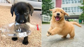 Baby Dogs 🔴 Cute and Funny Dog Videos Compilation 4  30 Minutes of Funny Puppy Videos 2022 [upl. by Aerdied]