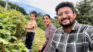 Downeys Farm  Picking Raspberries  Ontario Farm Tour  Caledon Brampton [upl. by Handel75]