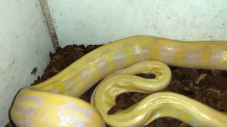 Beautiful Reticulated Python [upl. by Adlog]