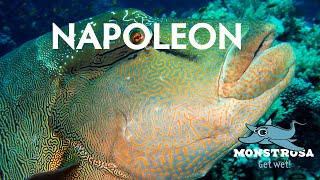 Napoleon of the Reef AKA The Humphead Wrasse [upl. by Atinob405]