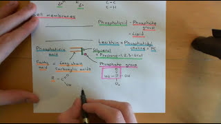 Cholesterol Metabolism Part 1 [upl. by Rudelson]