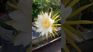 Epiphyllum oxypetalum  plants and succulents cactus suculentas [upl. by Sheldon]