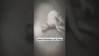 Canine Distemper Last Stage  shorts  Symptoms Case 6 [upl. by Kcir]