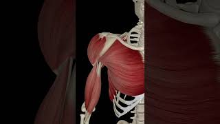 Shoulder Joint Flexion health humananatomy anatomy [upl. by Andersen697]