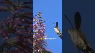 The Amazing Hummingbird HawkMoth Nature’s Flying Marvel [upl. by Magdalen]