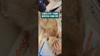 고양이 cat 브리티쉬숏헤어 猫 baby family 아기고양이 cute 구충제 라파동물병원 브로드라인 Broadline [upl. by Mcgee]