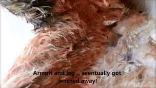 Maggots on Dog [upl. by Dorison]