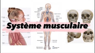 Cours 4  système musculaire 💪  شرح بالدارجة [upl. by Yahska]