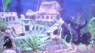 Tutorial Acuario Plantado Gambario Parte 2 [upl. by Amsden685]