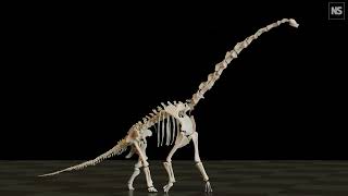 Longnecked sauropod dinosaurs had unusual way of walking [upl. by Tiphani]