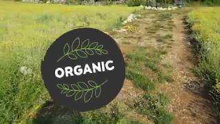 Helichrysum Italicum farm and distillery  Novi Dan  Organic Immortelle [upl. by Benge]