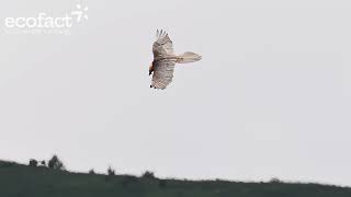 More footage of Bearded Vultures in Ordesa National Park June 2024 [upl. by Bael]