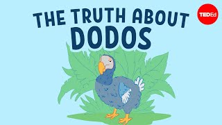 The real reason dodo birds went extinct  Leon Claessens [upl. by Erb]