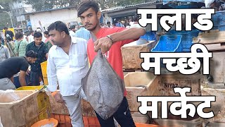 मुंबई का सबसे सस्ता मच्छी मार्केट Malad Fish Market Price amp Quality Update 2023 maladfishmarket [upl. by Fesoy]