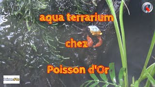 aqua terrarium chez Poisson dOr [upl. by Abrahan]