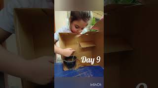 How to make a plant maze and show the process of phototropism🥦😇 kids [upl. by Emoreg]