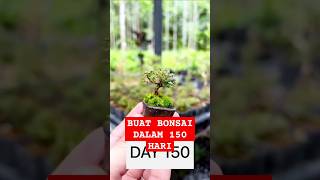 Buat Bonsai Mewah dalam 150 Hari bonsai [upl. by Bonnie]