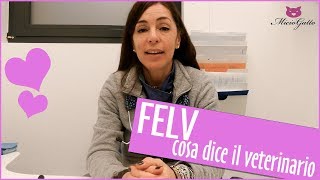 🚑 FeLV o leucemia felina cosa dice il veterinario 🚑 [upl. by Netsirt]