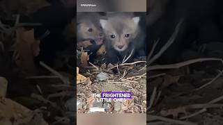 Trapped baby foxes 😳 Watch till the end… animals hearttouching rescue [upl. by Nileuqaj]