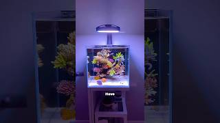 Should you setup a saltwater aquarium [upl. by Catton]