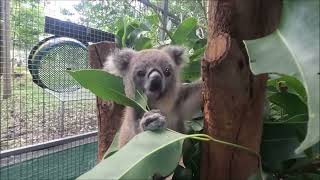 Little Hobi our miracle joey met Emerson in Koala Kindy recently  heres how they got on [upl. by Drolet]