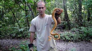 SWTScreaming Amazon Tree Boa in the WILD Corallus hortulanus [upl. by Eberle]