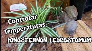 Kinosternon leucostomum opinión y consejos [upl. by Aihsaei]