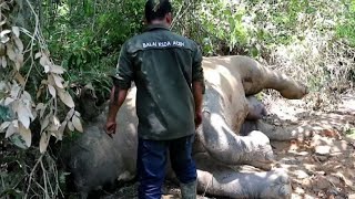 Raro elefante di Sumatra avvelenato in Indonesia [upl. by Nomrej303]