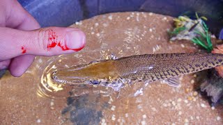 My Pet Alligator Gar Bit Me [upl. by Ranna]