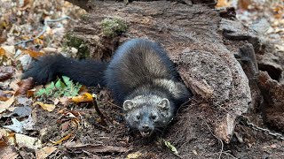 Check day 7 fisher cat [upl. by Rockwell]