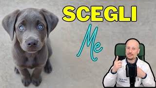 Scelta del cane cosa ci spinge davvero [upl. by Aneled]