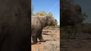 The Wombat The Size of A Car Diprotodon [upl. by Adams613]