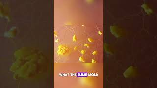 How Slime Mold Solve Complex Maze🤔shortsyoutubeshortsslimemold [upl. by Jestude]