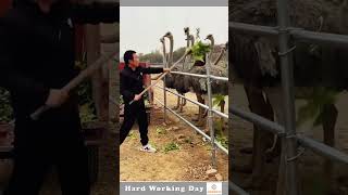 The Process Of Feeding The Ostrich [upl. by Wu]