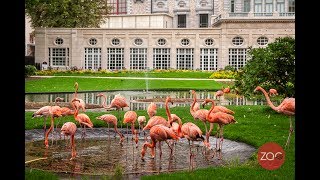 Flamingos aan het pootje baden [upl. by Rakel]