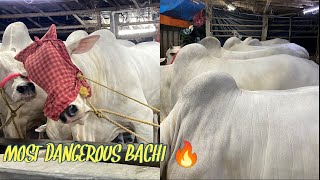 MY FIRST VLOG OF AL BAYT CATTLE FARM  GOLBARI  KOLKATA COW 2024 [upl. by Frangos]