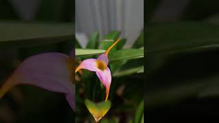 Masdevallia Hybrid orchid orquídea masdevallia [upl. by Romona887]