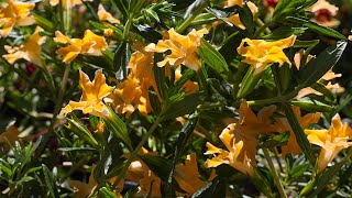 Successful Tips on Growing Native Monkeyflower [upl. by Sitnik547]