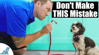 The BIGGEST Mistake People Make With A Puppy Training House Line [upl. by Rayner]