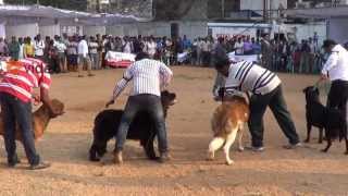 Cennel Club Championship Dog Show 2013 [upl. by Zaneta74]