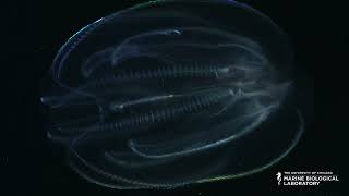 Organisms of the MBL Ctenophores [upl. by Emilee]