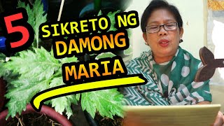 BENEPISYO NG DAMONG MARIA  DAHON NG MARIA USES PREPARATION AND HEALTH BENEFITS  TEA LEAVES [upl. by Yarod]