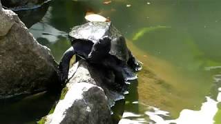 Chinese Pond Turtle Rockclimbing [upl. by Aneram127]