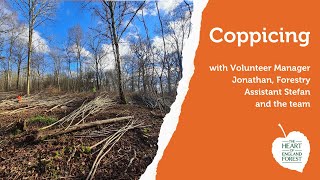 Coppicing in the Forest [upl. by Trueblood]