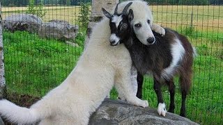 Cute Puppy Goat Compilation [upl. by Eseerahs]