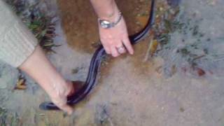 TwoToed Amphiuma [upl. by Clim]